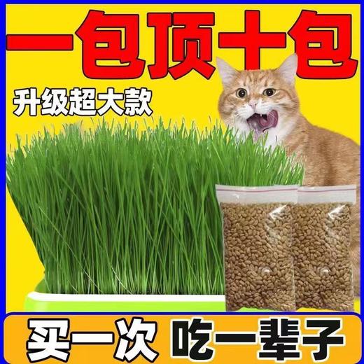 【出芽率99%】水培猫草即食去毛球无土种子化毛球猫咪超大盆零食 商品图0