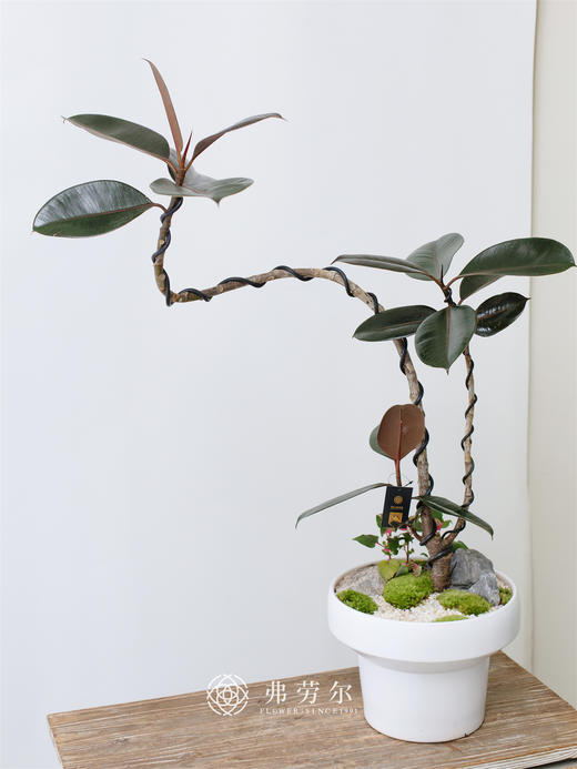 JT白盆黑金刚 商品图0