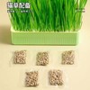 【出芽率99%】水培猫草即食去毛球无土种子化毛球猫咪超大盆零食 商品缩略图5