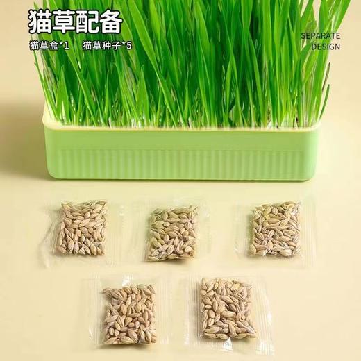 【出芽率99%】水培猫草即食去毛球无土种子化毛球猫咪超大盆零食 商品图5