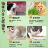 【出芽率99%】水培猫草即食去毛球无土种子化毛球猫咪超大盆零食 商品缩略图4