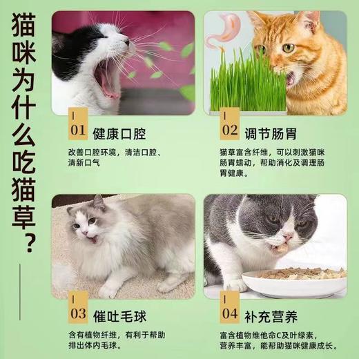 【出芽率99%】水培猫草即食去毛球无土种子化毛球猫咪超大盆零食 商品图4