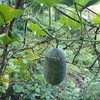 生态云南冬瓜 | 合作生产 * Eco-winter melon | Coproduction 商品缩略图2