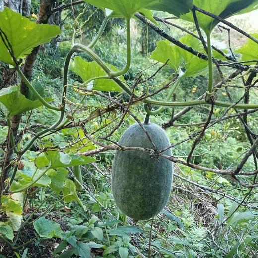 生态云南冬瓜 | 合作生产 * Eco-winter melon | Coproduction 商品图2