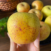 云南高原黄金维纳斯丑苹果 商品缩略图5