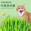 【出芽率99%】水培猫草即食去毛球无土种子化毛球猫咪超大盆零食 商品缩略图2