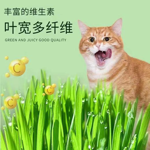 【出芽率99%】水培猫草即食去毛球无土种子化毛球猫咪超大盆零食 商品图2