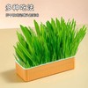 【出芽率99%】水培猫草即食去毛球无土种子化毛球猫咪超大盆零食 商品缩略图6