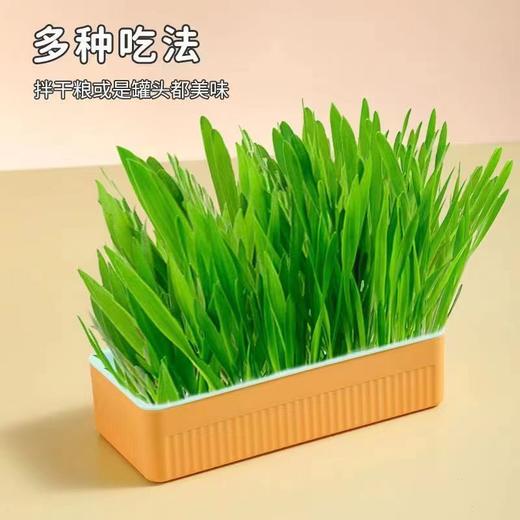 【出芽率99%】水培猫草即食去毛球无土种子化毛球猫咪超大盆零食 商品图6
