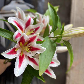 百合.笑脸