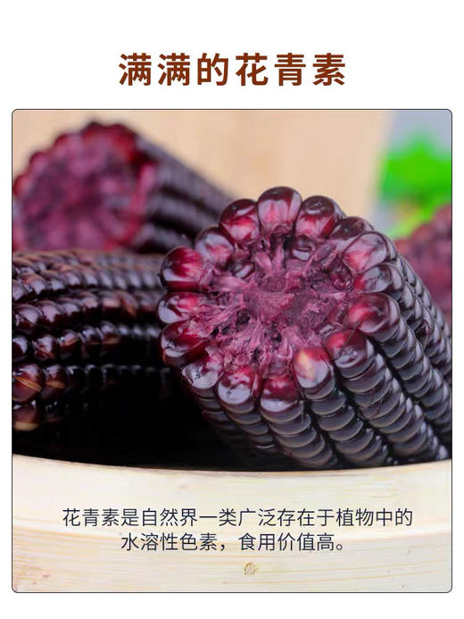 墨兰香糯玉米 商品图4