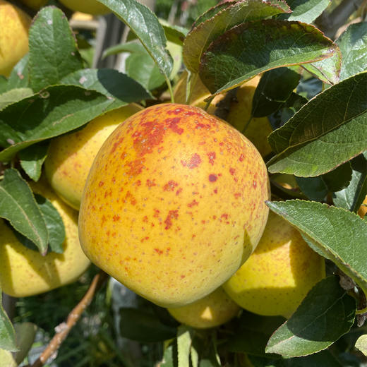 云南高原黄金维纳斯丑苹果 商品图11