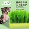 【出芽率99%】水培猫草即食去毛球无土种子化毛球猫咪超大盆零食 商品缩略图1