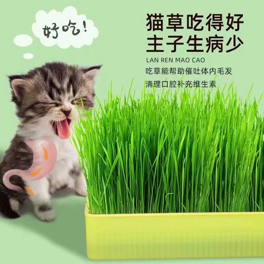 【出芽率99%】水培猫草即食去毛球无土种子化毛球猫咪超大盆零食 商品图1