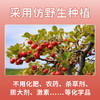 玉衡仿野生山楂粉 山东山楂 超细粉 酸甜可口 养生茶118g 商品缩略图4