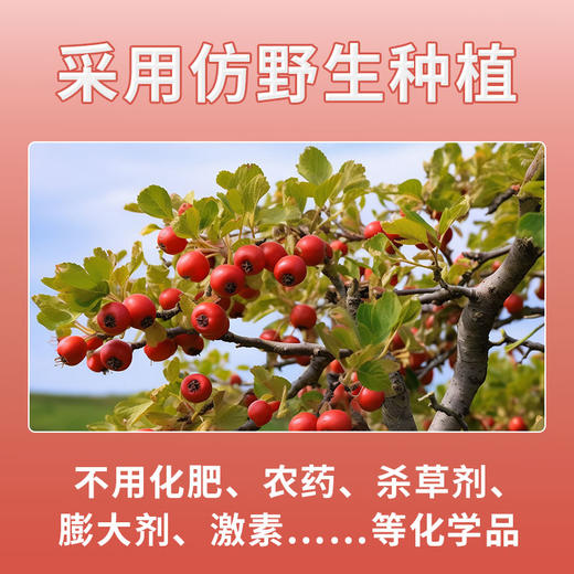 玉衡仿野生山楂粉 山东山楂 超细粉 酸甜可口 养生茶118g 商品图4