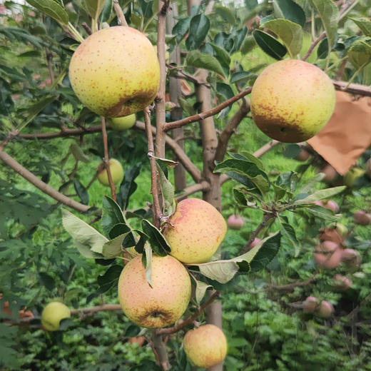 云南高原黄金维纳斯丑苹果 商品图7