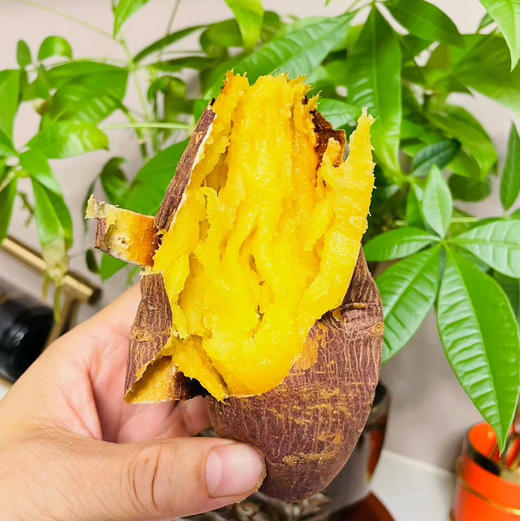 糖津屋 赤焰超甜 蜜薯 商品图5