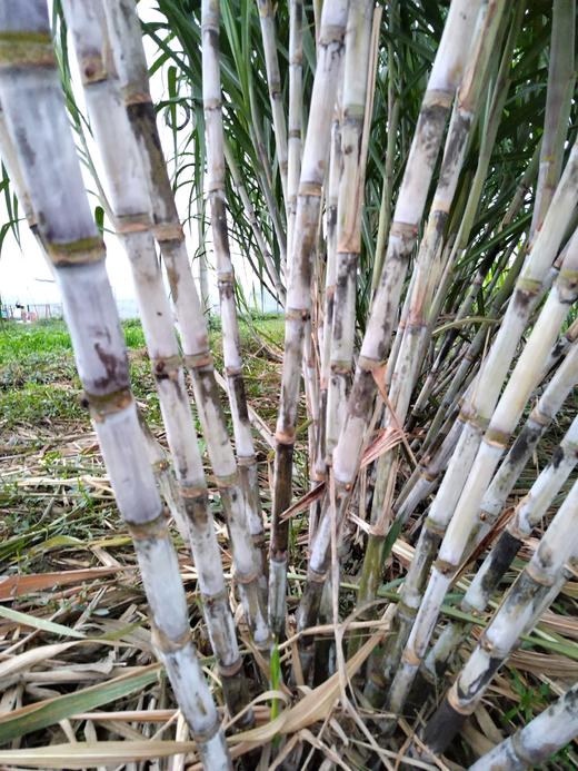 年卡-甘蔗500g 商品图0