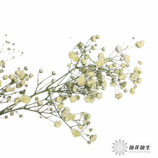 出口级满天星 | 马卡白 商品图2