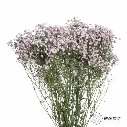 出口级满天星 | 马卡紫 商品图3