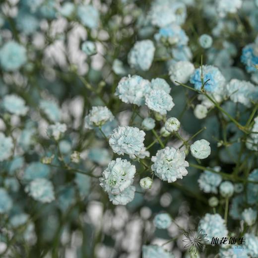 出口级满天星 | 马卡蓝 商品图2