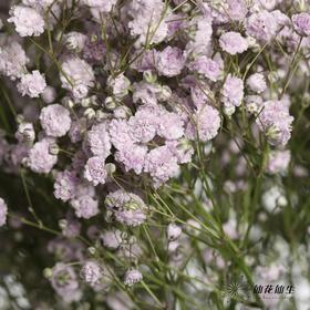 出口级满天星 | 马卡紫