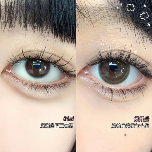 Winni日抛--D18姜饼浣熊 商品图9