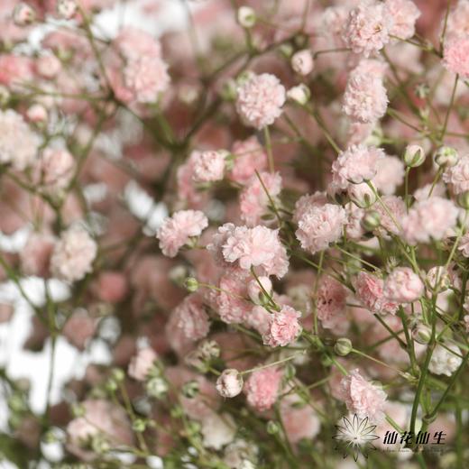 出口级满天星 | 马卡浅粉 商品图2