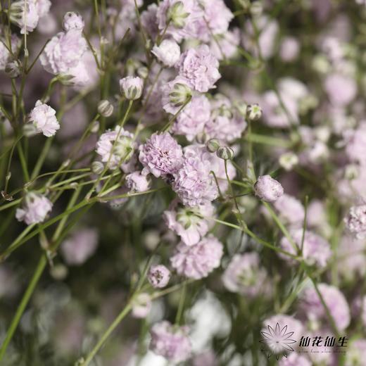 出口级满天星 | 马卡紫 商品图2