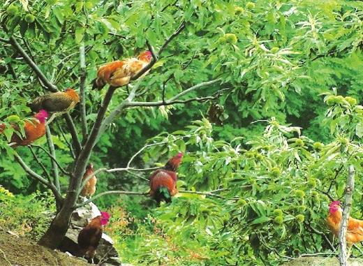 一正有机跑山鸡 商品图2