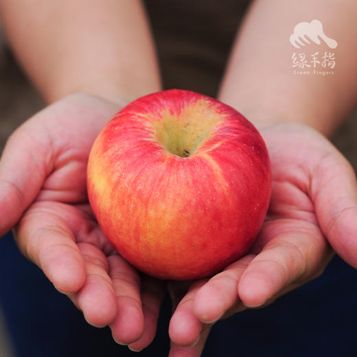 有机沙漠苹果（中通） | 合作生产 * Organic Desert Apple | Coproduction 商品图7