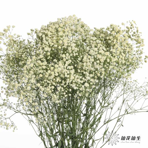 出口级满天星 | 马卡白 商品图3