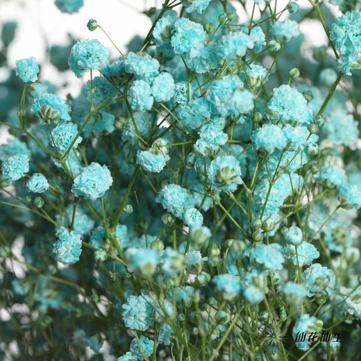 出口级满天星 | 马卡宝蓝 商品图2