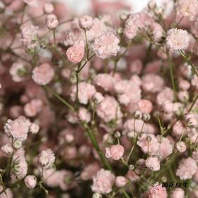 出口级满天星 | 马卡浅粉