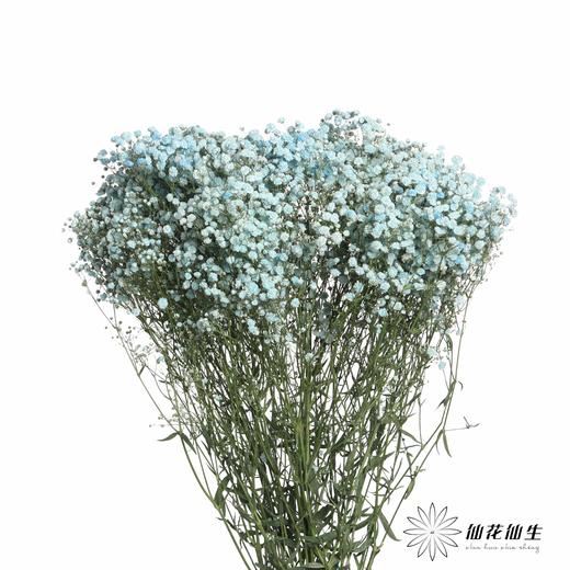 出口级满天星 | 马卡蓝 商品图1