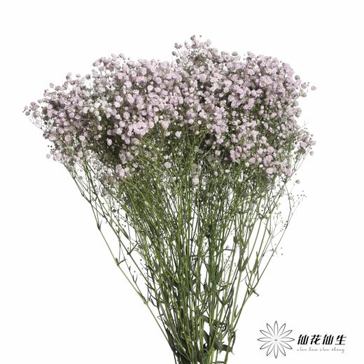 出口级满天星 | 马卡紫 商品图1