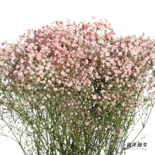 出口级满天星 | 马卡浅粉 商品图3