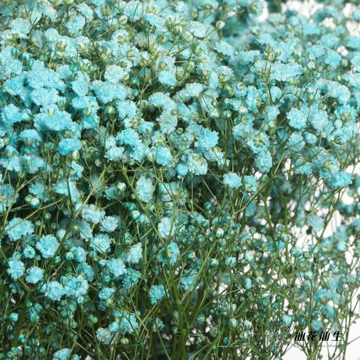 出口级满天星 | 马卡宝蓝 商品图0