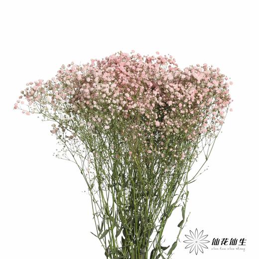 出口级满天星 | 马卡浅粉 商品图1