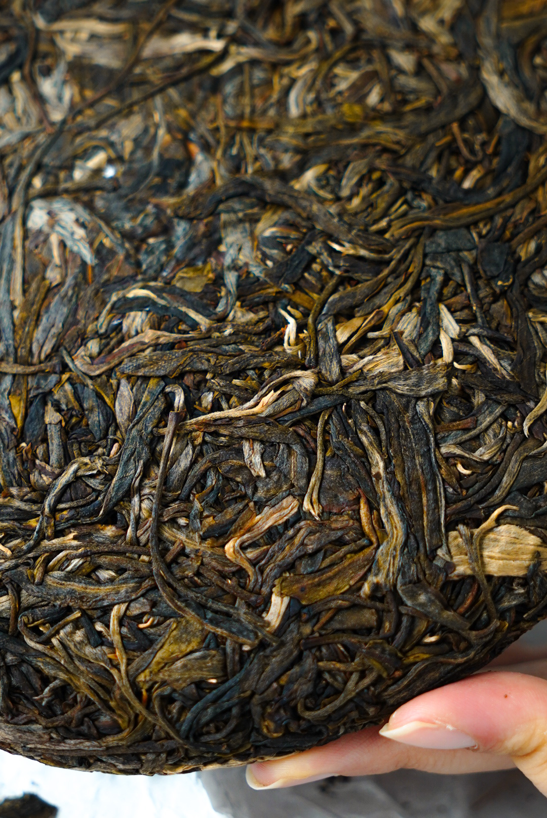 【千年老妖】1〇〇〇岁的古树茶!