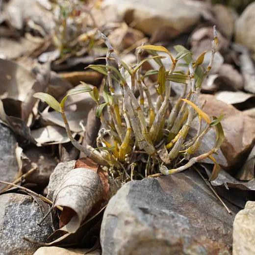 霍山米斛 商品图0