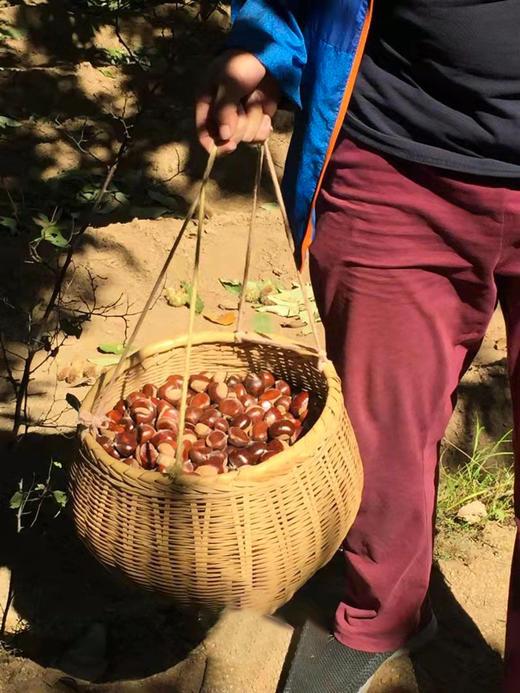 【每周一三五发货】【新鲜北京怀柔板栗油栗】10年生态种植万里长城脚下的大山深处！自然成熟香甜软糯生吃熟吃均可，每周1.3.5发货 商品图6