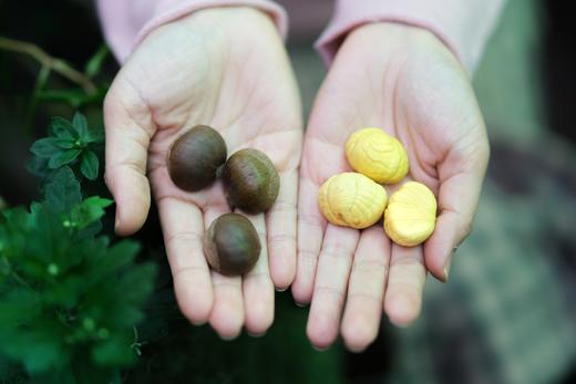 【每周一三五发货】【新鲜北京怀柔板栗油栗】10年生态种植万里长城脚下的大山深处！自然成熟香甜软糯生吃熟吃均可，每周1.3.5发货 商品图7