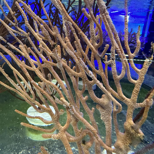 橙柳海树 商品图0