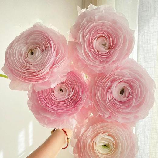 樱花粉超级洋牡丹5支 商品图1