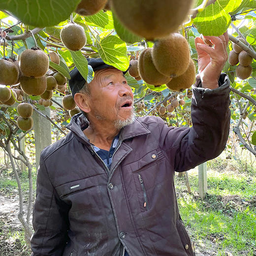 『周至徐香猕猴桃』清新软糯，香甜多汁，富含维C 商品图3