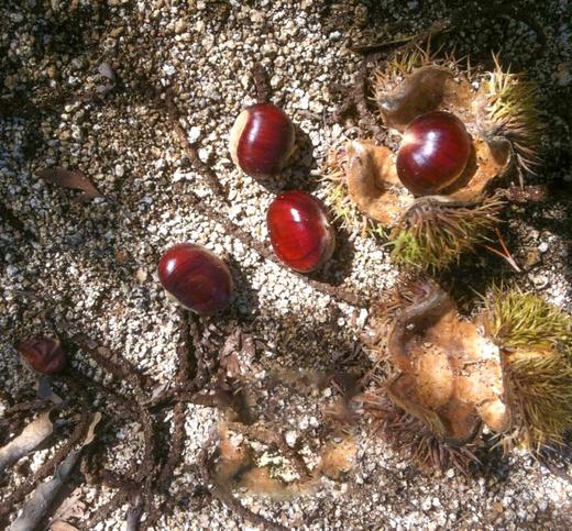 【每周一三五发货】【新鲜北京怀柔板栗油栗】10年生态种植万里长城脚下的大山深处！自然成熟香甜软糯生吃熟吃均可，每周1.3.5发货 商品图2