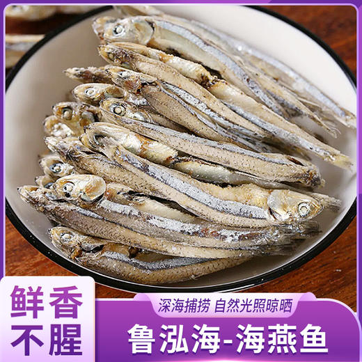鲁泓海海燕鱼 商品图0