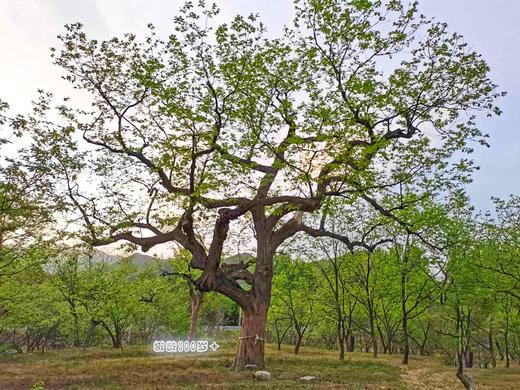 【每周一三五发货】【新鲜北京怀柔板栗油栗】10年生态种植万里长城脚下的大山深处！自然成熟香甜软糯生吃熟吃均可，每周1.3.5发货 商品图1